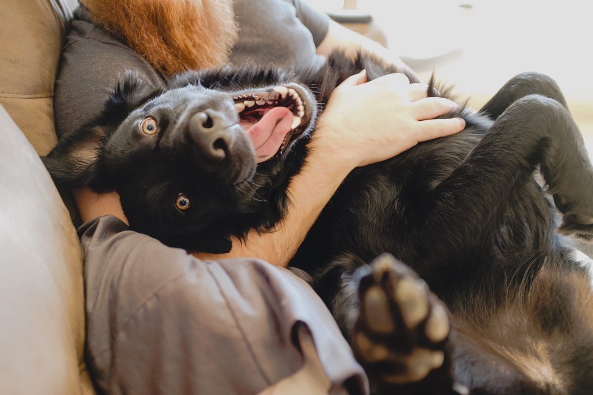 happy dog