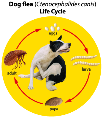 Cycle of a Fle on Dog