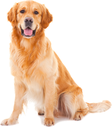 AU, our golden retriever