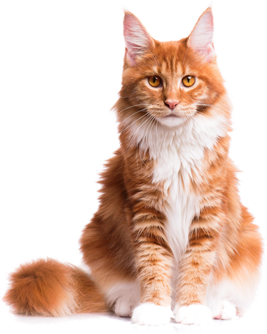 MIA, our Maine Coon cat